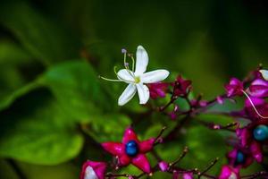 Clerodendron Trichotomum Null