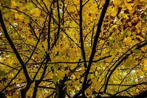 Dach aus gelben Blättern