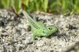 Makro Porträt von ein Grün Sand Eidechse. foto