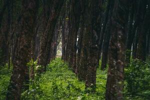 Gummi Baum industriell Wald. Gummi Plantage, Gummi Latex Lager Container, gelegen im Vietnam. selektiv Fokus foto