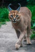 Porträt Wüste Katzen Karakal oder afrikanisch Luchs mit lange getuftet Ohren foto