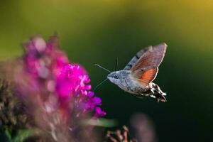 Kolibri Falkenmotte Makroglossum stellarum Fütterung Nektar. foto