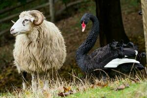 schwarz Schwan und walachisch Schaf foto