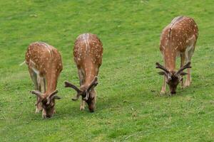 Brache Hirsch Familie im ein Grün Wiese im Sommer- foto