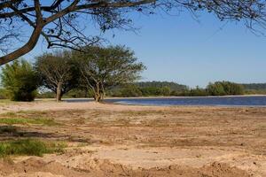 Sommer- Landschaft auf das Banken von das Fluss im das Stadt von Föderation Provinz von eintreten rios Argentinien foto