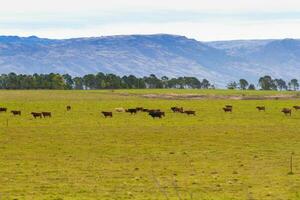 Landschaft Landschaft im das Berge mit Kühe Weiden lassen foto