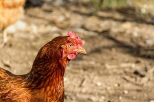 Porträt von rot Henne im das Hähnchen coop auf das Bauernhof foto