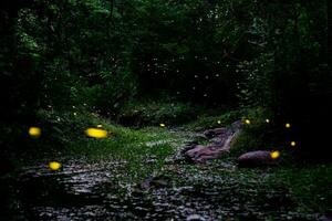 Nacht Landschaft mit Glühwürmchen Paarung tanzen im Frühling foto