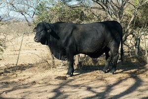 schwarz Stier Brangus im das Argentinien Landschaft foto