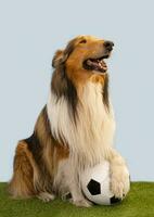 Porträt von ein Collie Hund posieren mit das Fußball Ball foto