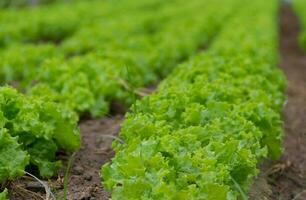 Plantage von Grüner Salat im ein Gewächshaus im das organisch Garten foto