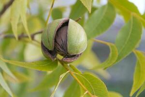 Pekannuss Nüsse im das organisch Garten Pflanze foto
