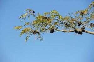 Enterolobium contortisiliquum einheimisch Baum von Süd Amerika foto