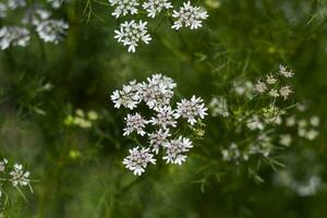 Weiß Blumen von das Koriander im das organisch Garten foto