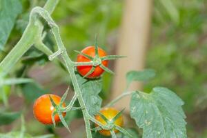 Plantage von Tomaten im das organisch Garten foto
