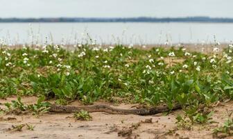 verwüsten Strand im Sommer- mit Sturm und Weiß Camalotes im blühen im das Stadt von Föderation Provinz von eintreten rios Argentinien foto