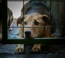 Hunde gesperrt oben die Opfer von Tier Missbrauch und Missbrauch foto