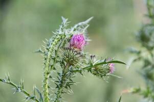 oben schließen wild Milch Distel Blumen foto