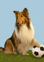 Porträt von ein Collie Hund posieren mit das Fußball Ball foto