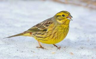 hungrig männlich Yellowhammer - - Emberiza Citrinella - - steht auf das Schnee in der Nähe von das Korn Essen im sonnig Winter Tag foto