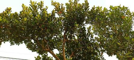 Jackfrucht Baum Blätter foto