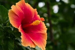 Hibiskus Blume Philippinen foto