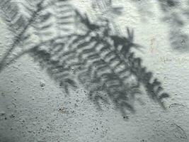 Blätter Schatten Hintergrund auf Beton Mauer Textur, Blätter Baum Geäst Schatten foto