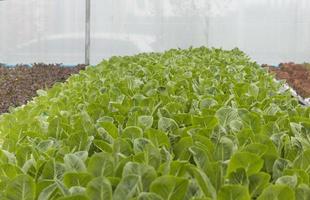 ökologischer Gemüseanbau Hydrokultur