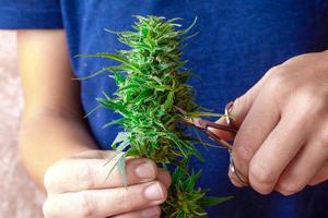 Hand mit einer Schere, die Marihuana schneidet und Cannabisknospen schneidet