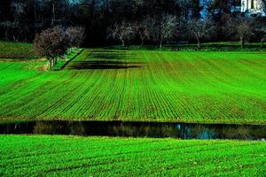 Vicenza gesäte Felder wachsen foto