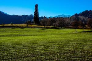 Vicenza gesäte Felder wachsen ein foto