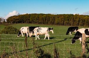 Schwarz-Weiß-Rinder auf dem Land foto