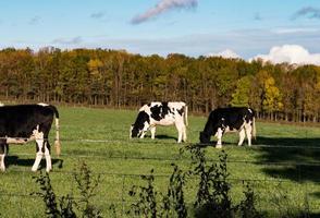 Schwarzweiss-Vieh in einem Feld