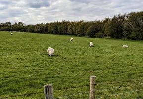 Schafe auf einem großen Feld foto