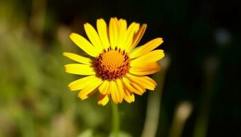 beschwingt Gelb Sonnenblume Blüten im ein frisch Grün Wiese generiert durch ai foto