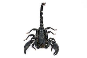 schwarzer Skorpion auf weißem Hintergrund foto