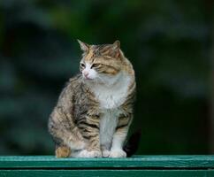 ein Erwachsene Straße Katze ist entspannend im Natur auf ein sonnig Tag foto