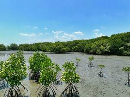 Grün Mangrove Wald und Wattenmeer beim das Küste. Mangrove Ökosystem. natürlich Kohlenstoff sinkt. Mangroven Erfassung co2 von Atmosphäre. Blau Kohlenstoff Ökosysteme. Mangroven absorbieren Kohlenstoff Dioxid Emissionen. foto