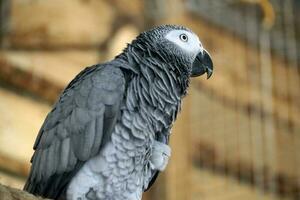 afrikanisch grau Papagei und defokussiert Hintergrund foto