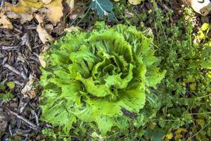 202144 Montemezzo grüner Salat foto