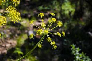 grüner wilder Fenchel foto