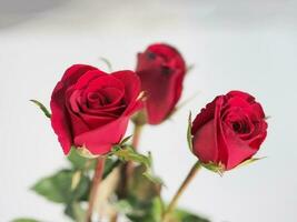 rote Rose Blumenarrangement schöner Blumenstrauß blüht auf weißem Hintergrund Symbol Liebe Valentinstag schön foto