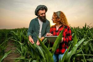 Familie landwirtschaftlich Beruf. Mann und Frau sind kultivieren Mais. Sie sind zufrieden mit gut Fortschritt von Pflanzen. foto