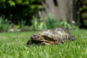 zwei terrestrisch inländisch Schildkröten sind Gehen auf das Gras außen. terrestrisch Tiere mit ein hoch foto