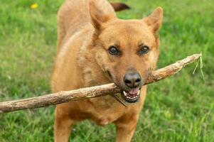 ein groß rot Hund hält ein Stock im seine Zähne und sieht aus in das Rahmen foto