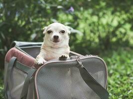 brauner chihuahua-hund, der in rosa stoff-reisender-tiertragetasche auf grünem gras steht, lächelt und kamera anschaut, bereit zu reisen. sicheres reisen mit tieren. foto