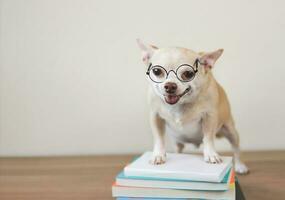 braun Chihuahua Hund tragen Auge Gläser, Stehen mit Stapel von Bücher auf hölzern Fußboden und Weiß Hintergrund. foto