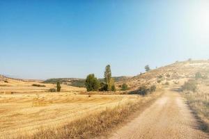 Feld gesät mit Getreide an einem sonnigen Tag mit blauem Himmel foto