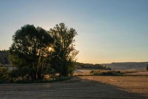 Sonnenuntergang hinter einigen Bäumen im landwirtschaftlichen Feld