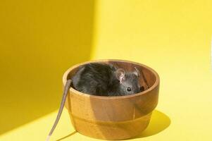 ein Haustier Ratte sitzt im ein hölzern Schüssel auf ein Gelb Tisch. stehlen Essen foto